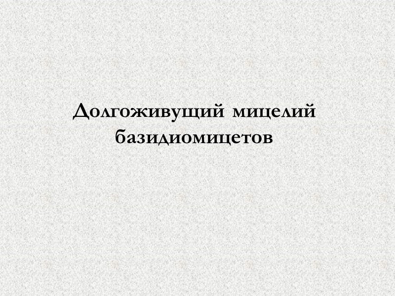Долгоживущий мицелий базидиомицетов